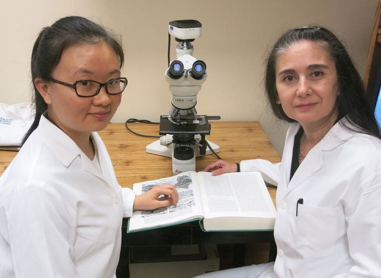 Yan Hu, PhD, (left) and Maria Luisa S. Sequeira-Lopez, MD, made a discovery about how the heart forms.
