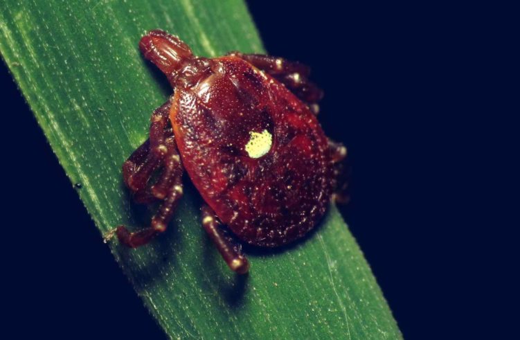 The bite of the lone star tick can cause people to develop a meat allergy. Other people can become sensitized to red meat without showing symptoms.