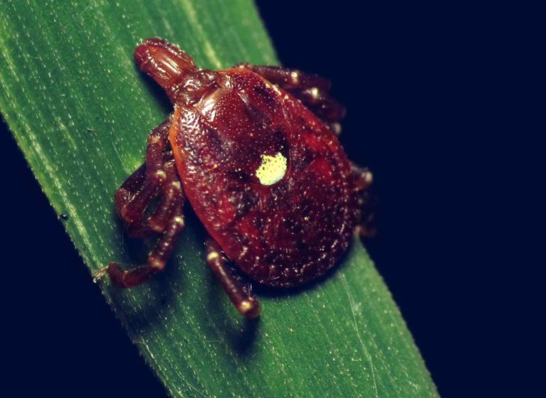 The bite of the lone star tick can cause people to develop a meat allergy. Other people can become sensitized to red meat without showing symptoms.