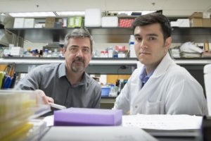 Norbert Leitinger, PhD (left), and Vlad Serbulea, PhD, have determined why obesity causes harmful inflammation that leads to chronic diseases such as diabetes.