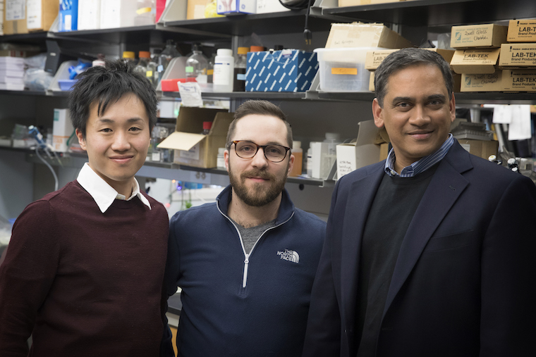 Sho Morioka (from left), Justin Perry and Kodi Ravichandran have identified a group of genes roup of genes that could play critical roles in atherosclerosis (hardening of the arteries), inflammation, and likely obesity and other metabolic diseases.