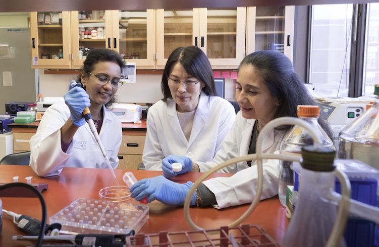 University of Virginia School of Medicine researchers Vidya K. Nagalakshmi (from left), Minghong Li and Maria Luisa S. Sequeira-Lopez are studying kidney development as part of their efforts to regrow kidneys.