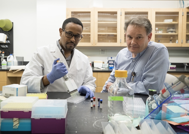 Researchers Lelisa F. Gemta (left) and Timothy Bullock have determined why killer T cells can be so helpless against cancer. Their finding could allow doctors to make the cells more effective cancer killers.
