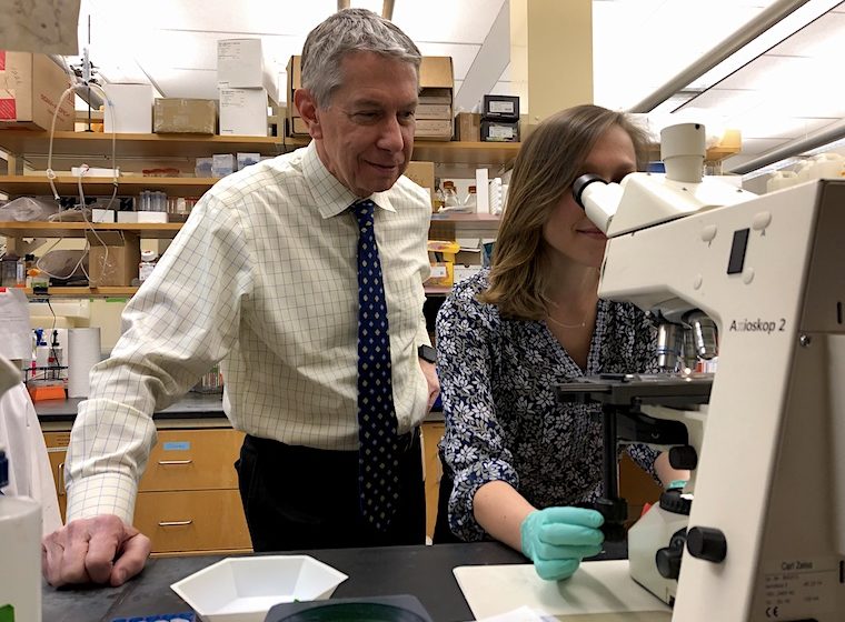 Researchers Gary K. Owens and Molly R. Kelly-Goss work in the lab to understand angiogenesis, the formation of blood vessels.