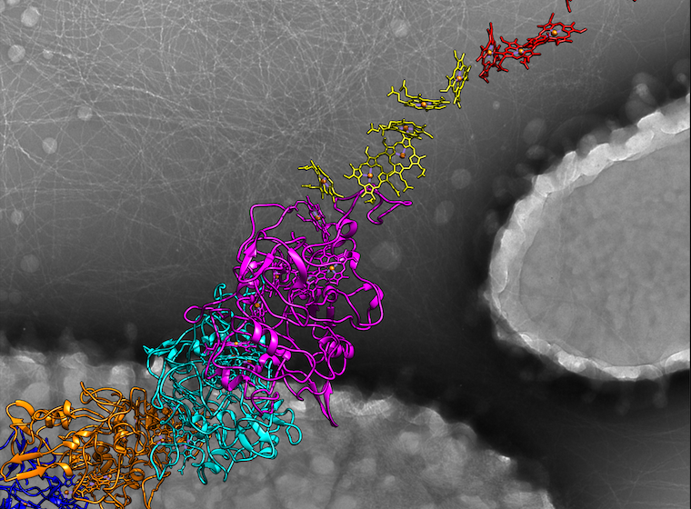 An atomic model for the microbial nanowires that conduct electricity is in the foreground, while two bacteria are seen in the electron micrograph in the background, surrounded by the nanowires.