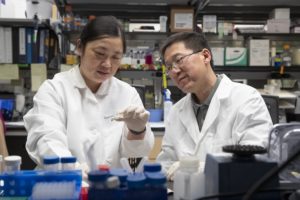 Ying Jiang and Hui Zong collaborate in the lab.