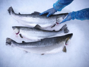 Fresh salmon on ice.