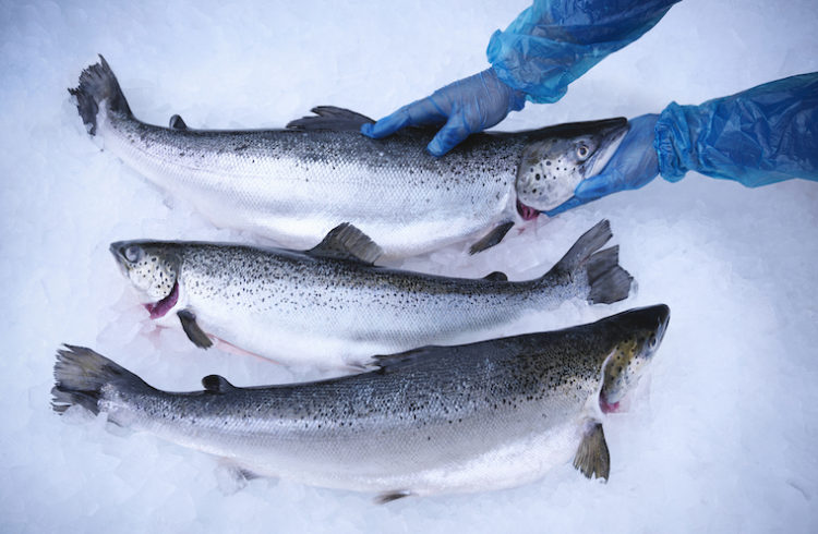Fresh salmon on ice.