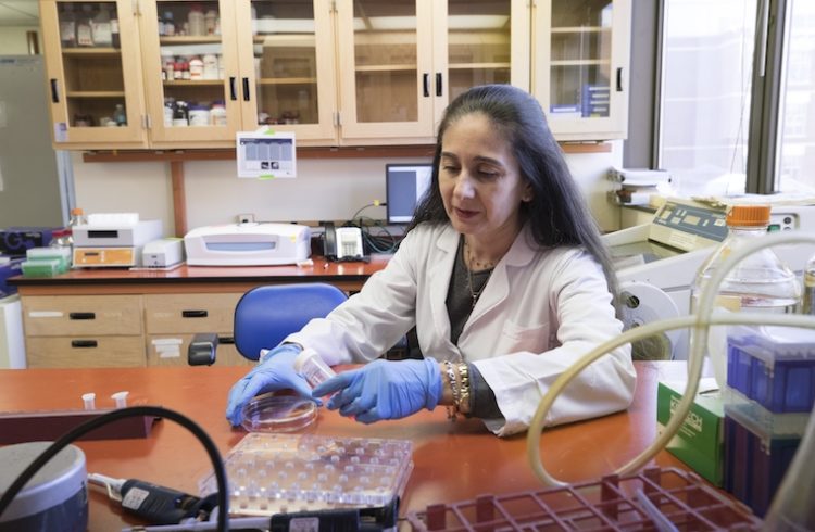 Maria Luisa S. Sequeira-Lopez works at a bench in her lab.