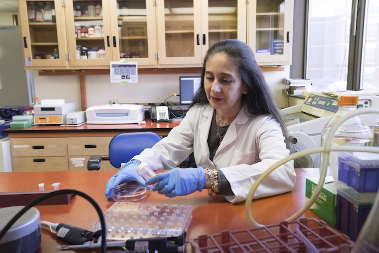 Maria Luisa S. Sequeira-Lopez works at a bench in her lab.
