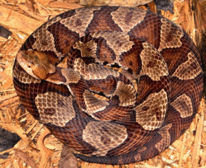 A copperhead snake coiled up.