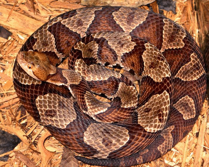 A copperhead snake coiled up.