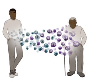 Cartoon depicting Y chromosome loss with age. A younger man is at left, an older man at right.