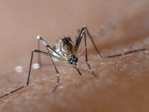 Aedes aegypti species of mosquito