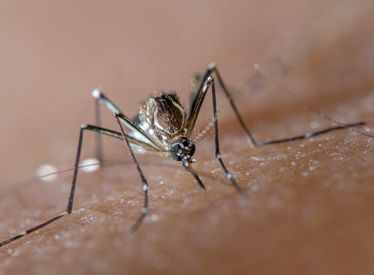 Aedes aegypti species of mosquito