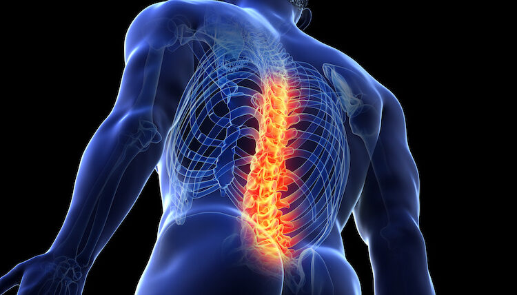 Spinal cord illustration