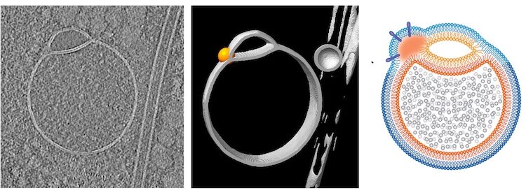 Three images depicting the newly discovered organelle, the hemifusome.