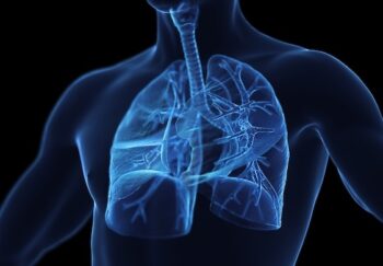 Illustration of the male respiratory system