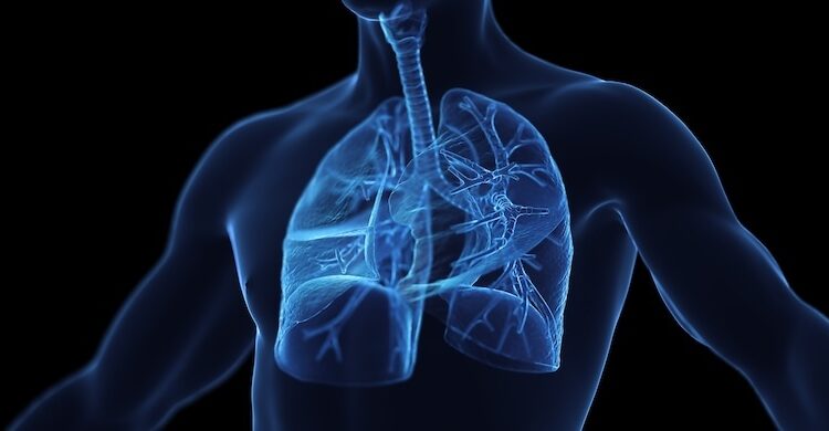 Illustration of the male respiratory system