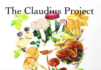 Illustration of mushrooms